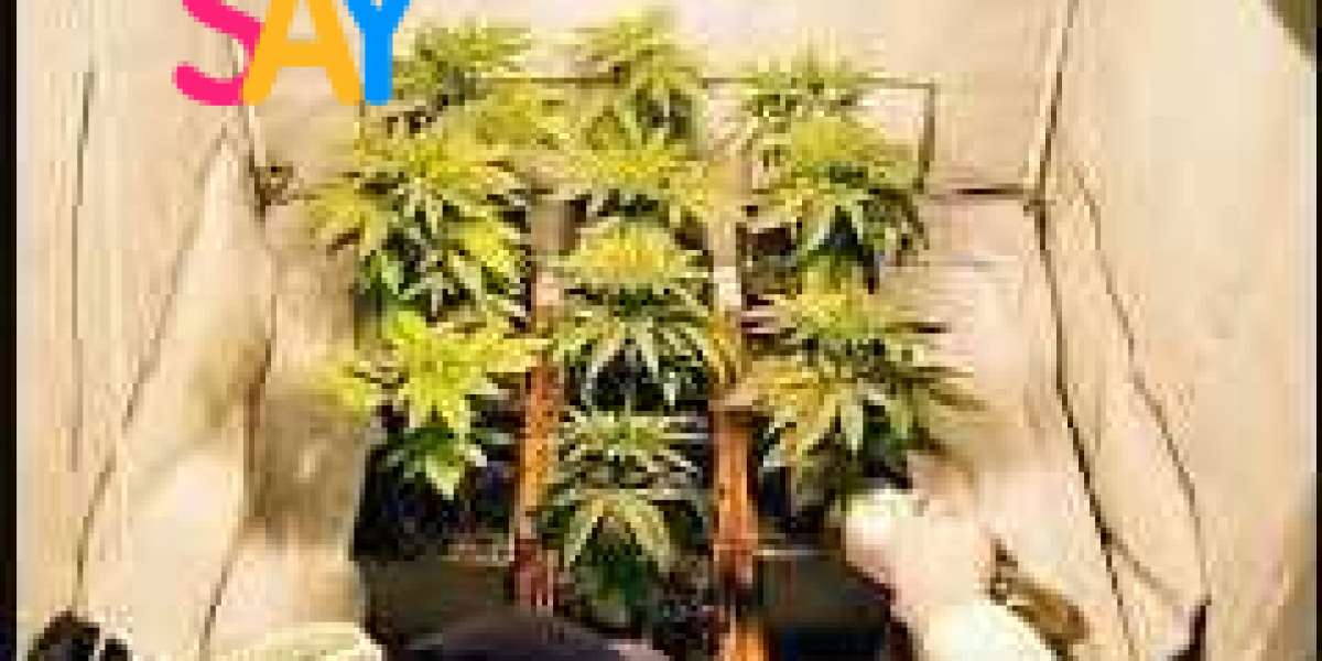 Cannabis Room Set Up: Creating the Perfect Environment for Your Plants