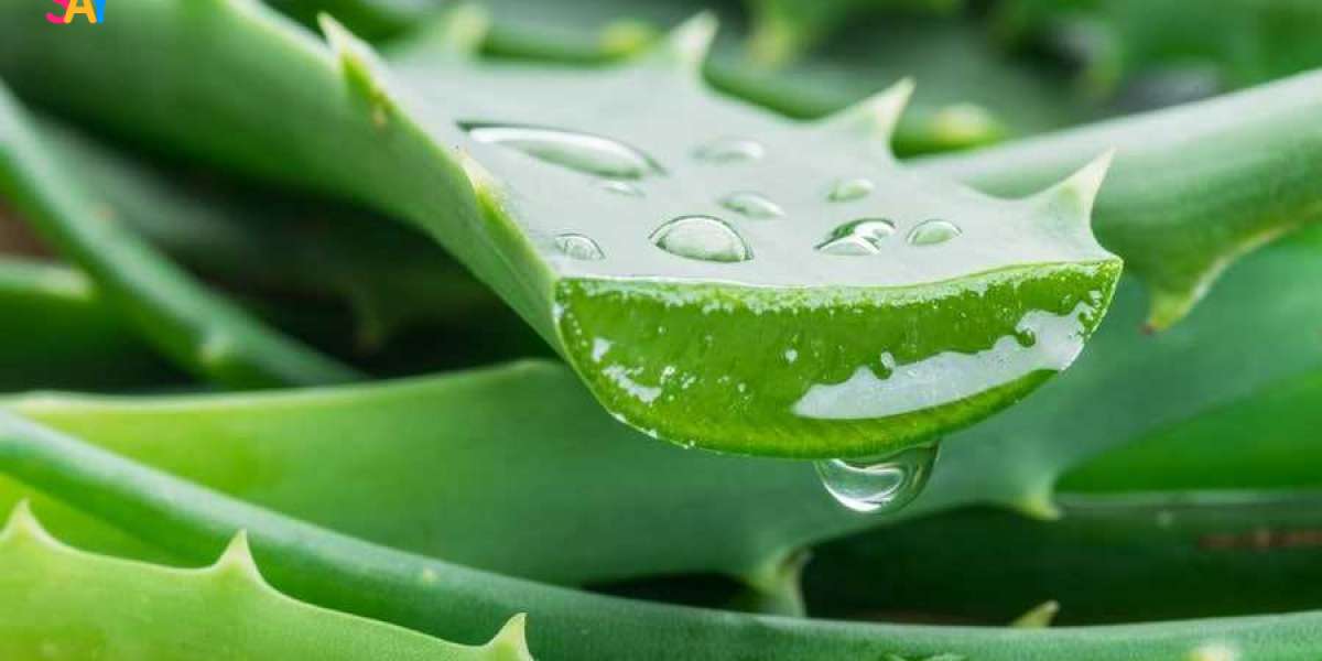 Aloe Vera Has Numerous Health Advantages