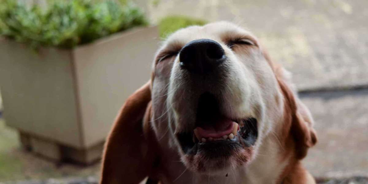 What You Need To Know About Dog Honking And Reverse Sneezing?