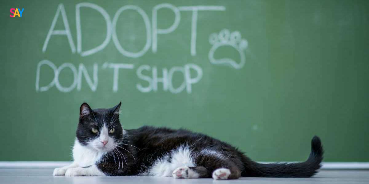 A Comprehensive Guide to Choosing Cat Adoption Over Buying