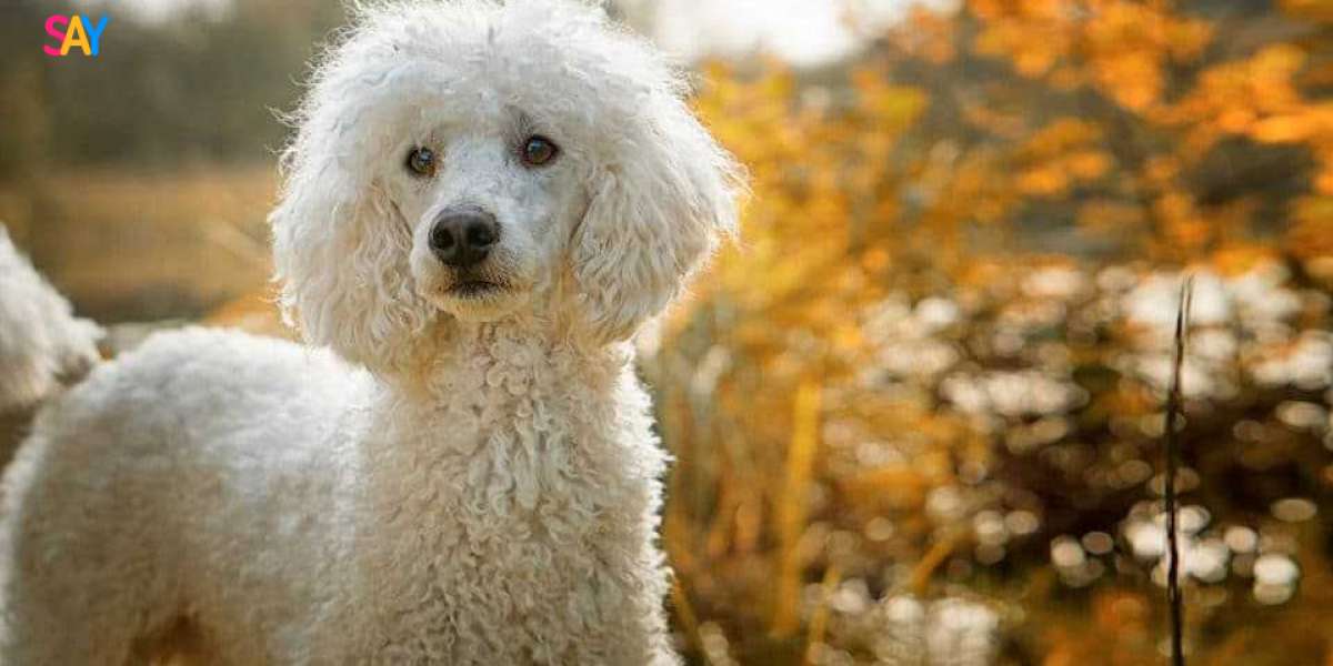 Curly Furry Friends: Poodle Puppies for Sale in Bangalore