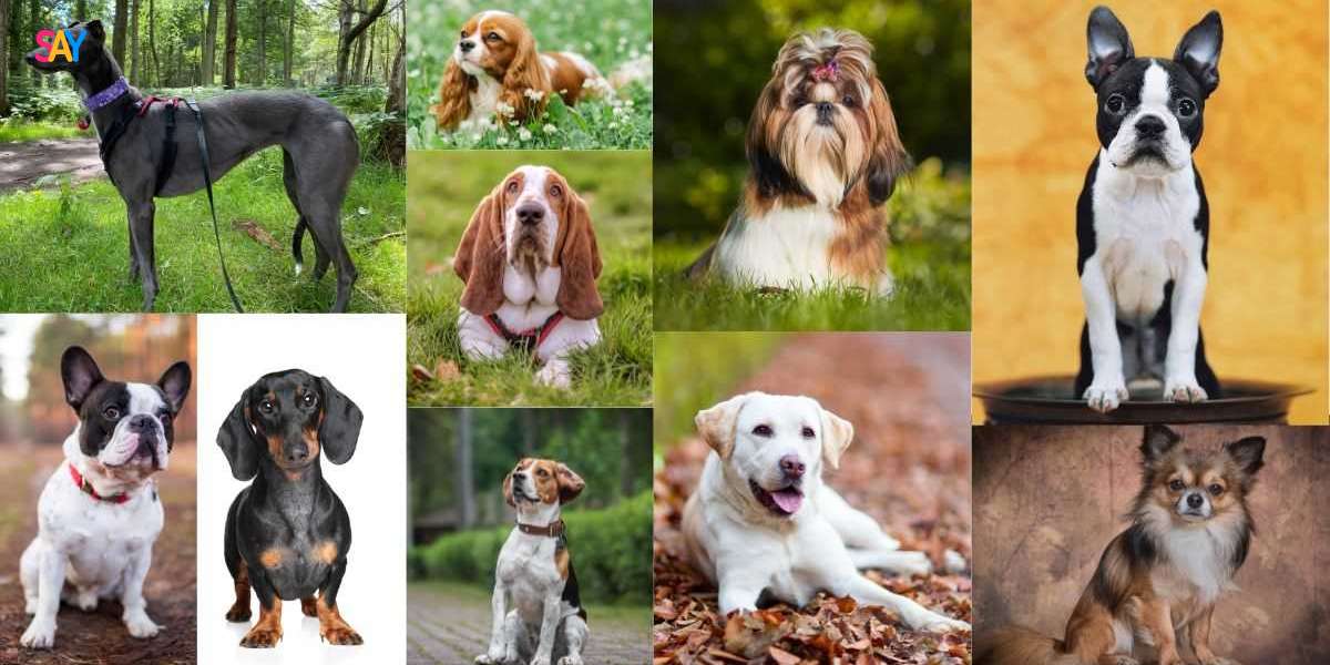 The Perfect Pooch: 10 Low-Maintenance Dog Breeds for First-Time Owners