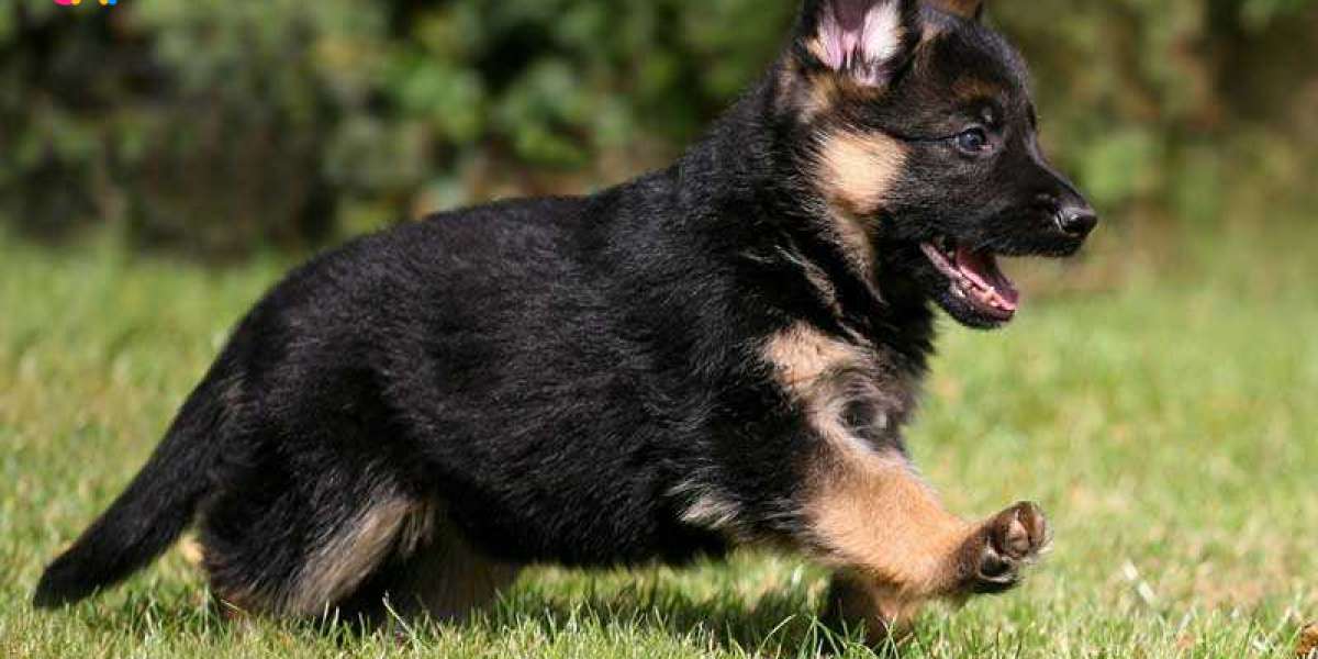 Finding Your Perfect Companion: German Shepherd Puppies for Sale in Delhi at Best Prices