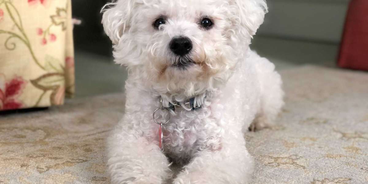Finding Joy in Mumbai: Bichon Frise Puppies For Sale at Best Prices
