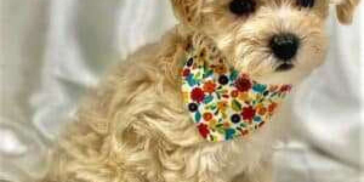 Maltipoo Puppies for Sale in Mumbai at Best Prices: A Guide to Choosing Your Furry Companion