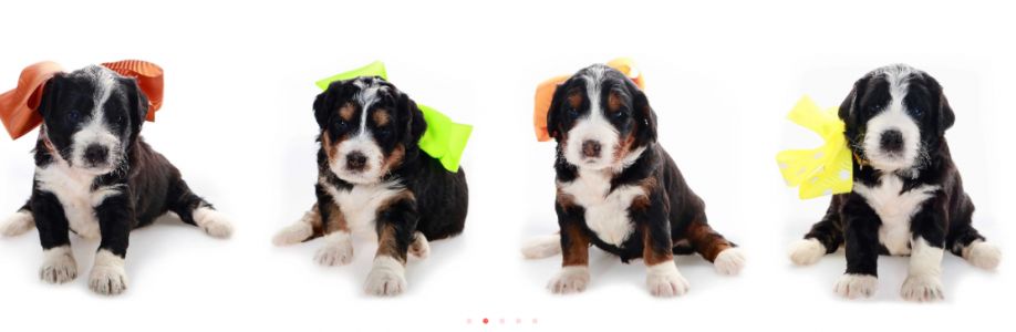Shady Oaks Puppies Cover Image