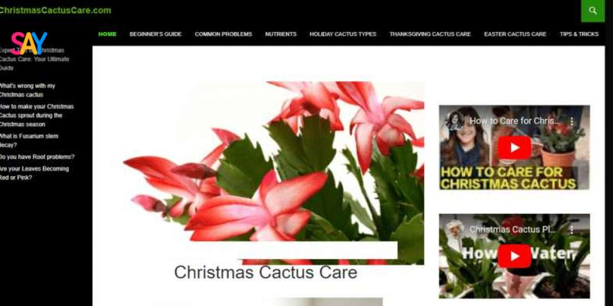 Xmas Cactus Care
