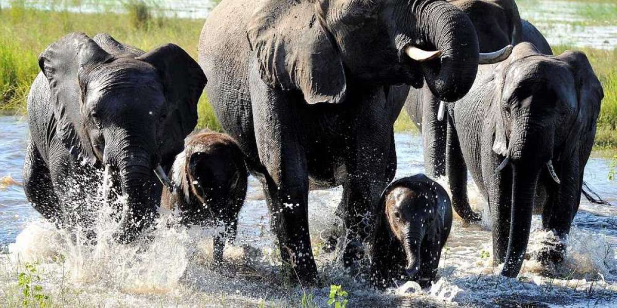 Tourist Visa for Botswana: A Complete Guide for Travelers