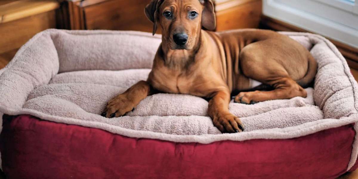 Global Pet Beds Market Poised for Strong Growth Through 2033