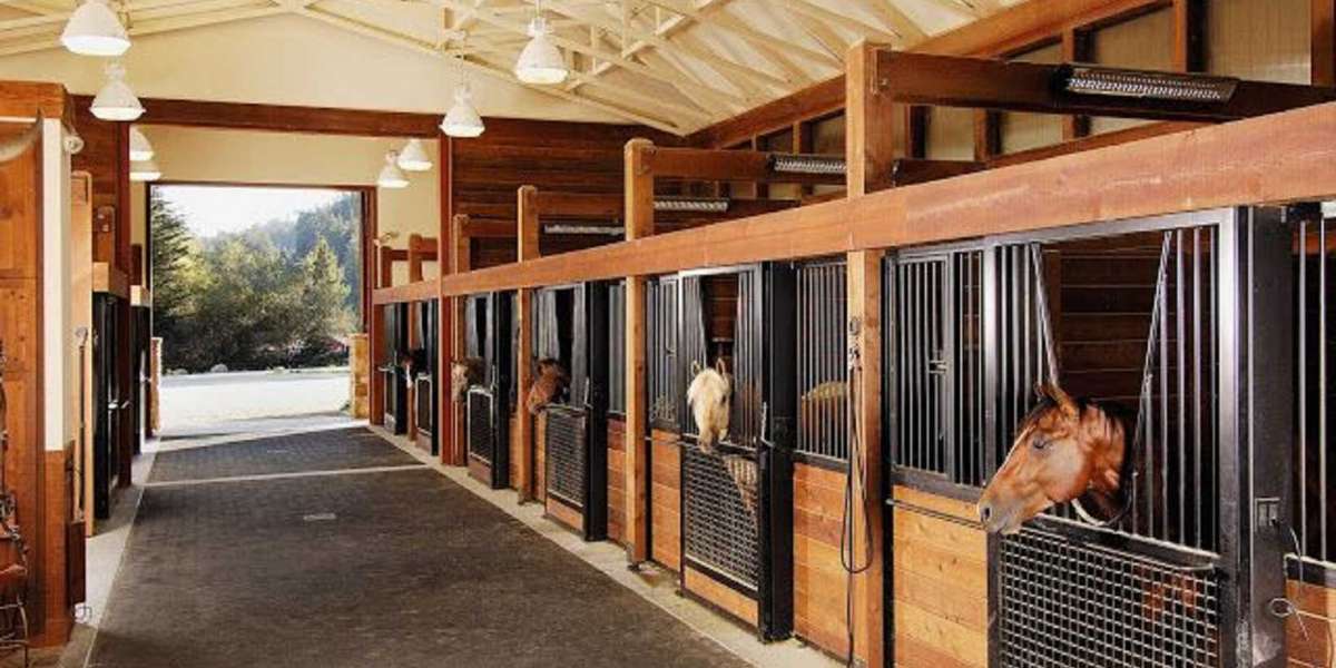 Horses for Sale in NSW: A Comprehensive Guide