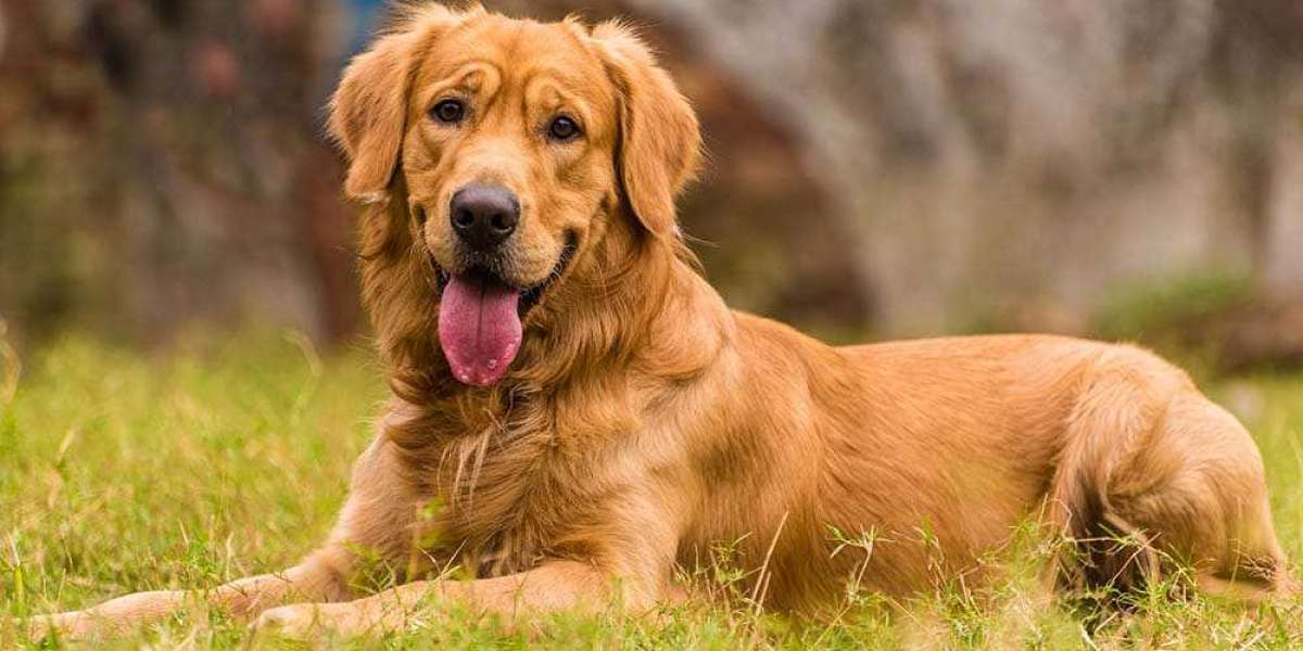 Dark Golden Retriever: A Stunning Shade of a Beloved Breed