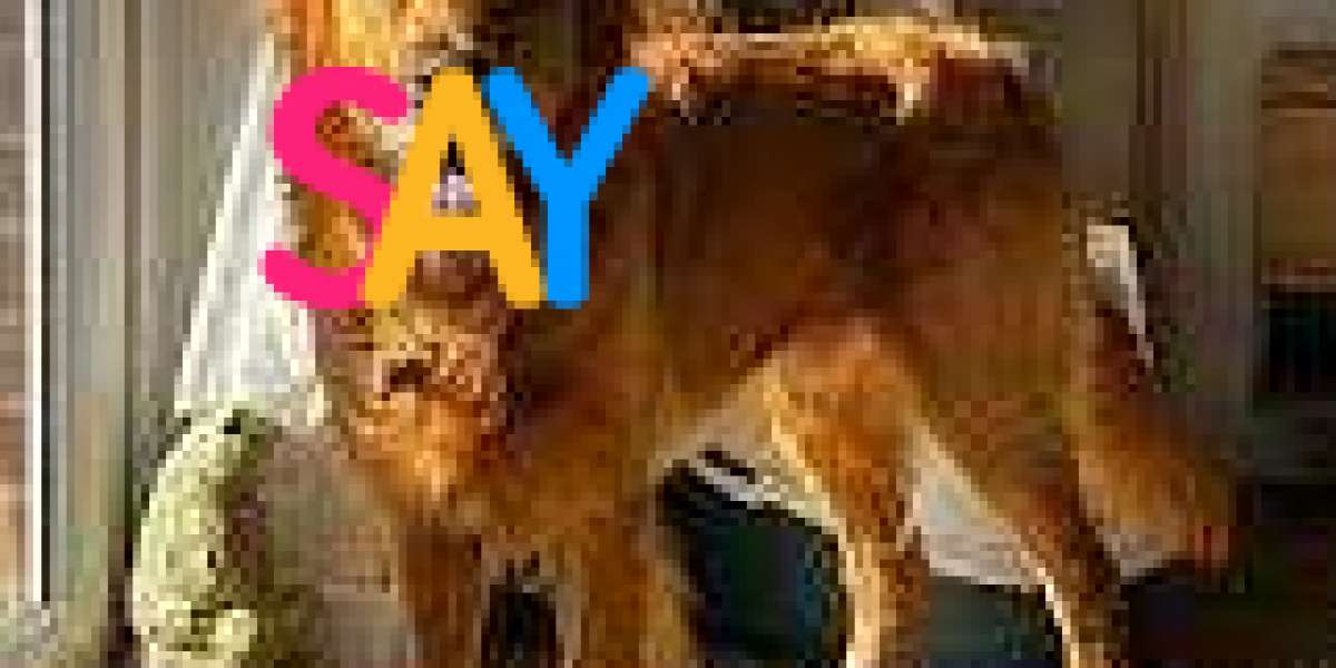 The Allure of the Dusky Coat: Understanding the Dark Golden Retriever