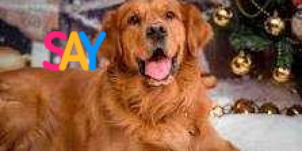The Alluring Charm of the Dark Golden Retriever: More Than Just a Coat Color
