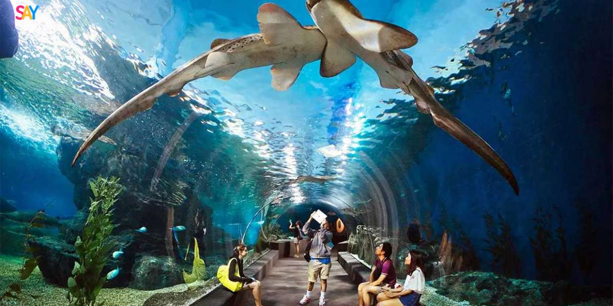 Underwater World Pattaya – Explore Thailand’s Marine Life