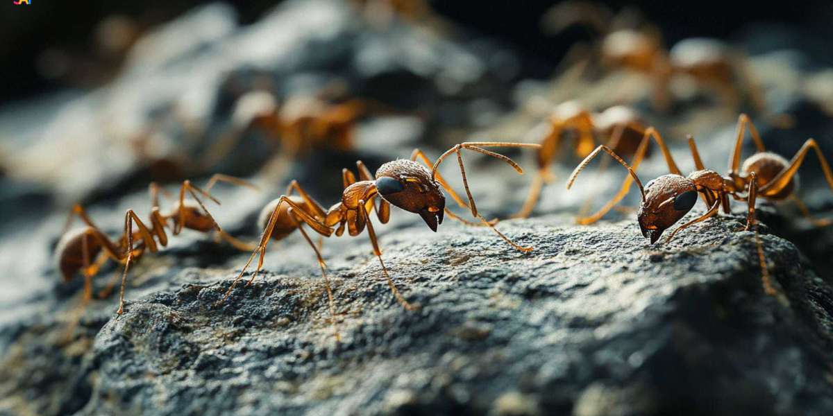 Ant Control Las Vegas | Expert Ant Extermination & Prevention Services