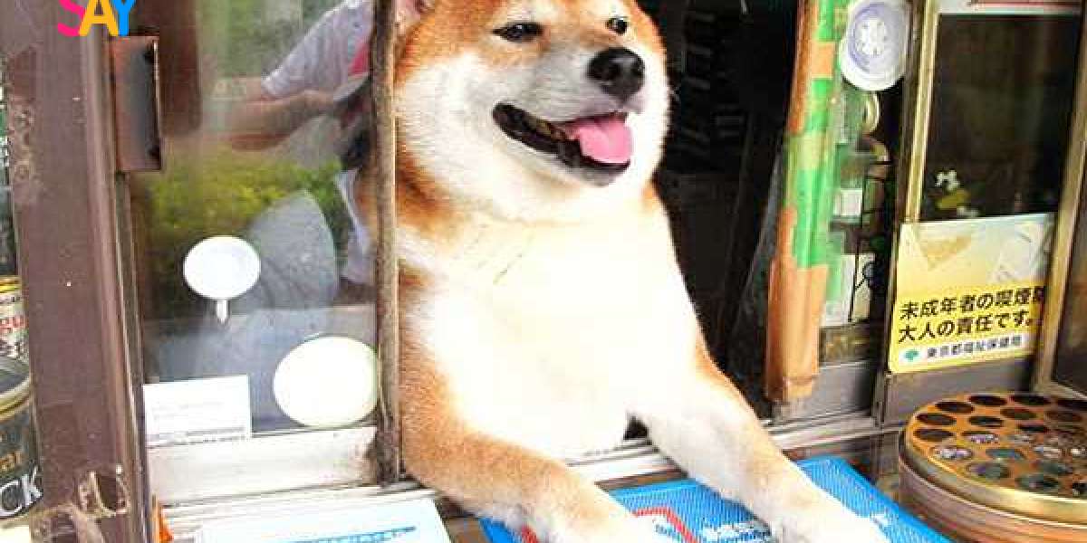 Doge Store: The Ultimate Destination for Meme-Inspired Merchandise