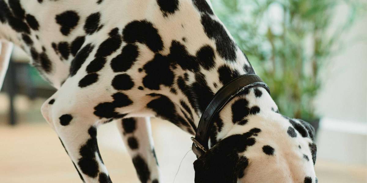Top Healthy Dog Food Brands Every Pet Parent Should Know About