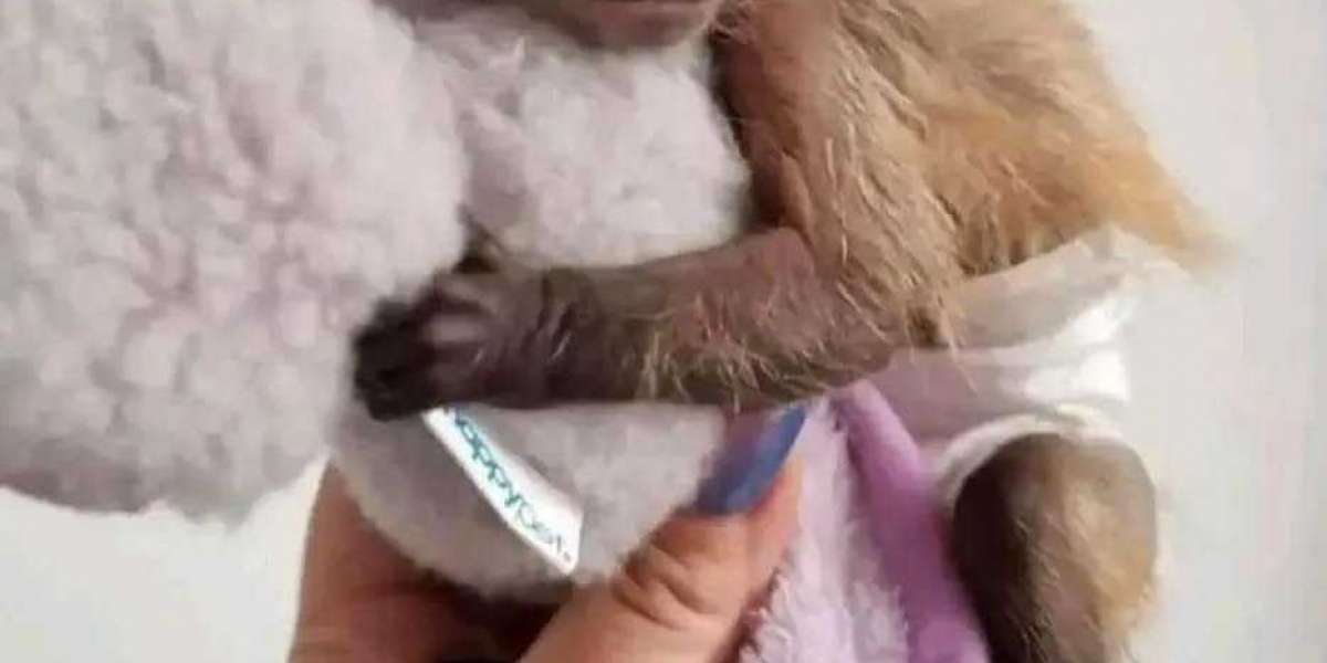 Black Capuchin Monkey for Sale: Buy From Prety Exotic in the USA & Canada