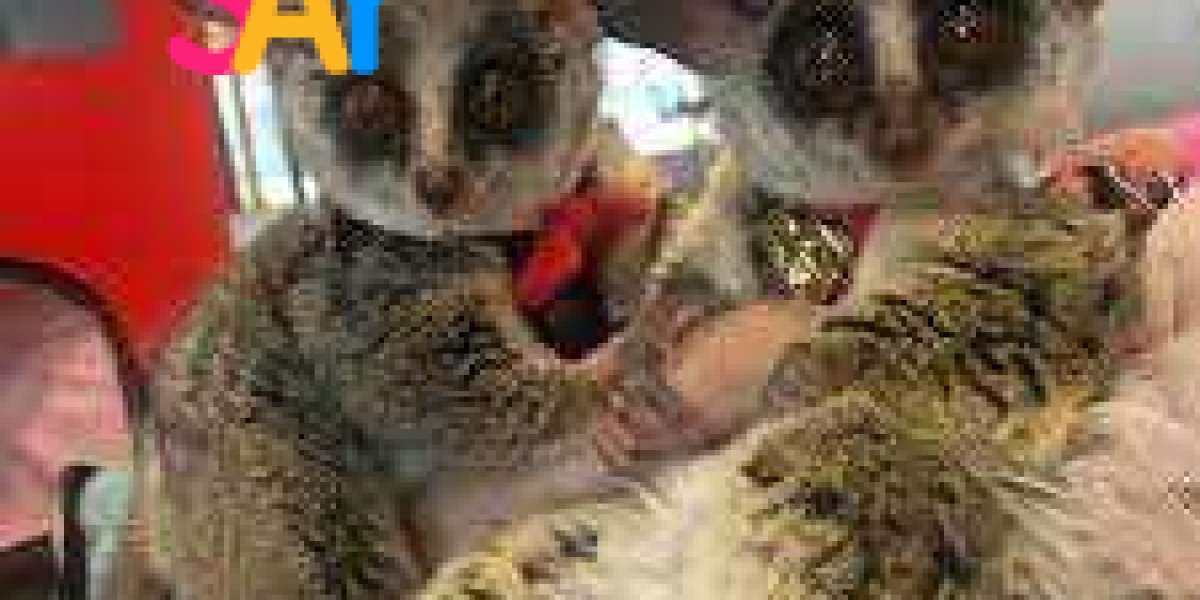 Bush Baby for Sale in USA & Canada