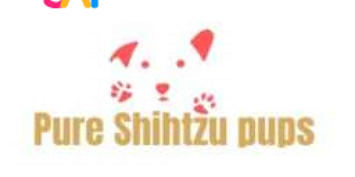 Adorable Shih Tzu Puppies for Sale – Find Your Perfect Companion at Pure Shih Tzu Pups