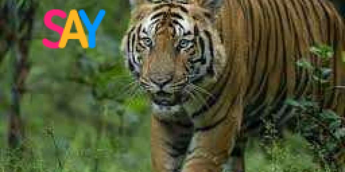 Navigating India's National Parks: A Traveler's Guide