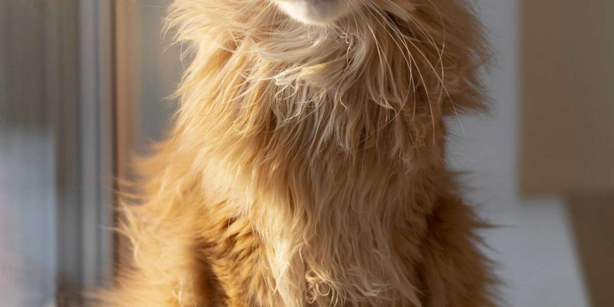Ragdoll: Cat Breed Profile, Characteristics & Care