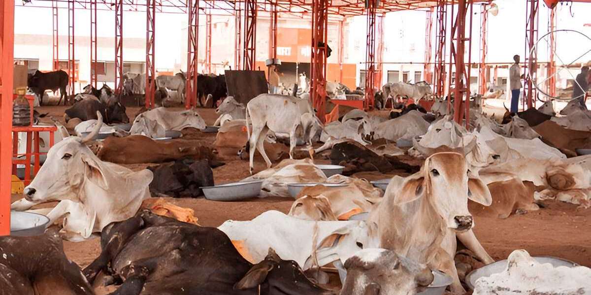 Looking for a Cow Shelter Near Me? Visit Gau Seva Dham Today
