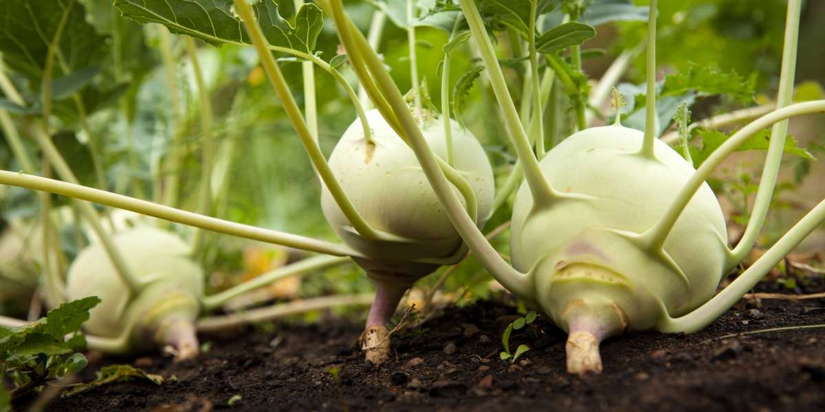Setting up a Kohlrabi Processing Unit: Detailed Report, Cost and Requirements