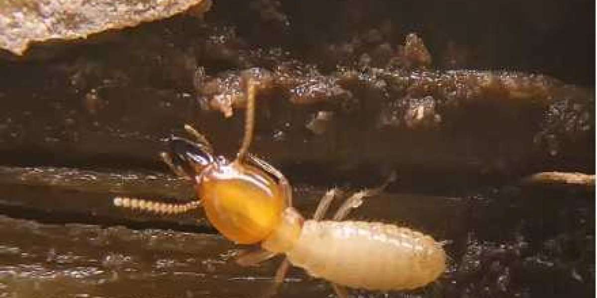 General Pest Control: Your Essential Guide to a Pest-Free Home