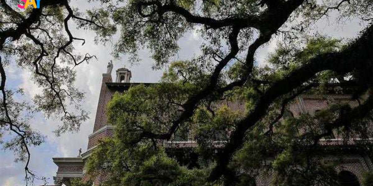 Enhance Your Trees with Audubon Tree Care's Services in New Orleans