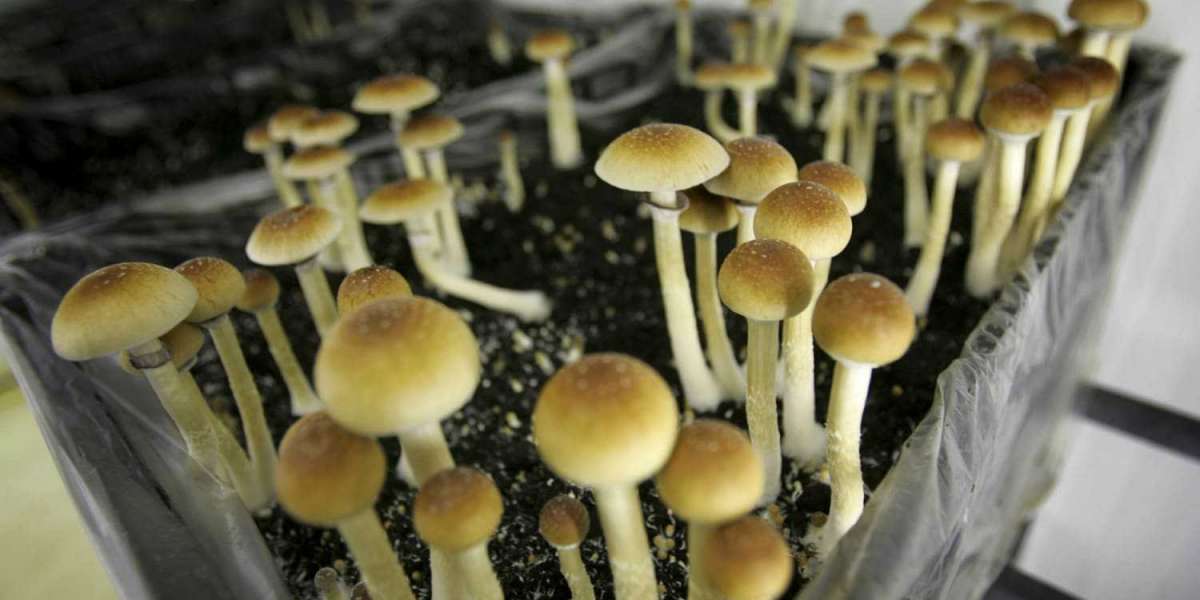 Highly Informative Details Regarding Magic Mushrooms Canada