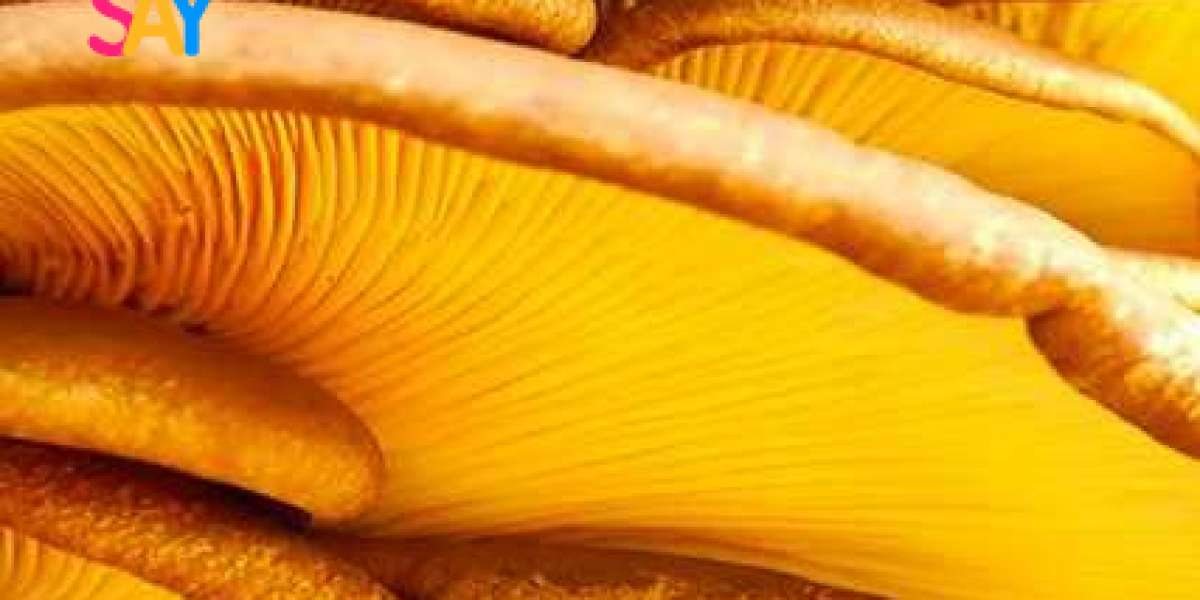 Mycothérapie : Renforcez votre santé grâce aux champignons médicinaux